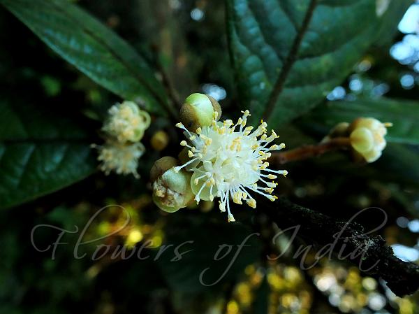Free-Flowering Litsea